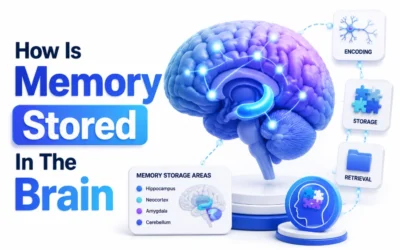 How Is Memory Stored in the Brain and How Memory Works