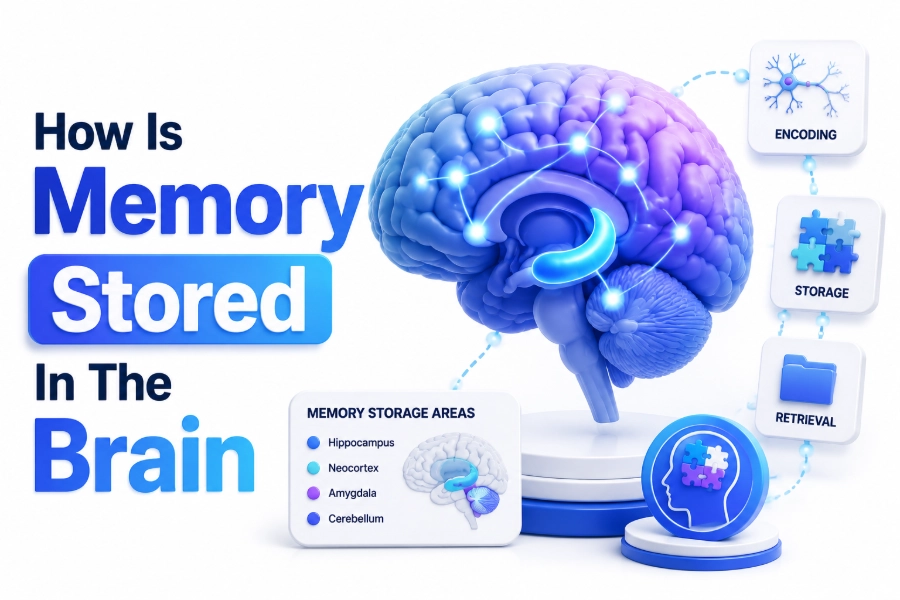 How Is Memory Stored in the Brain and How Memory Works